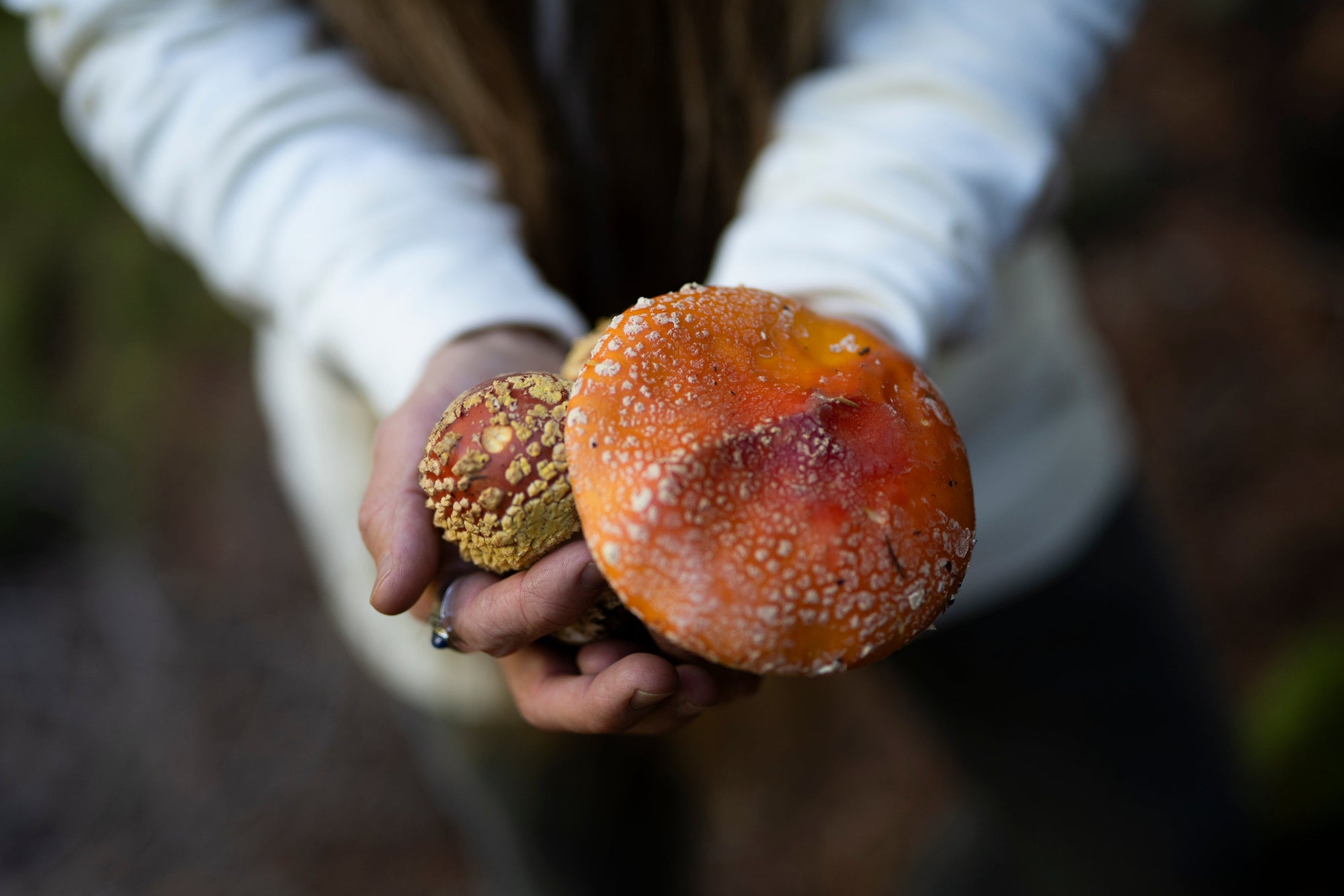 Fruiting Body vs. Mycelium: Which Mushroom Extract Wins?