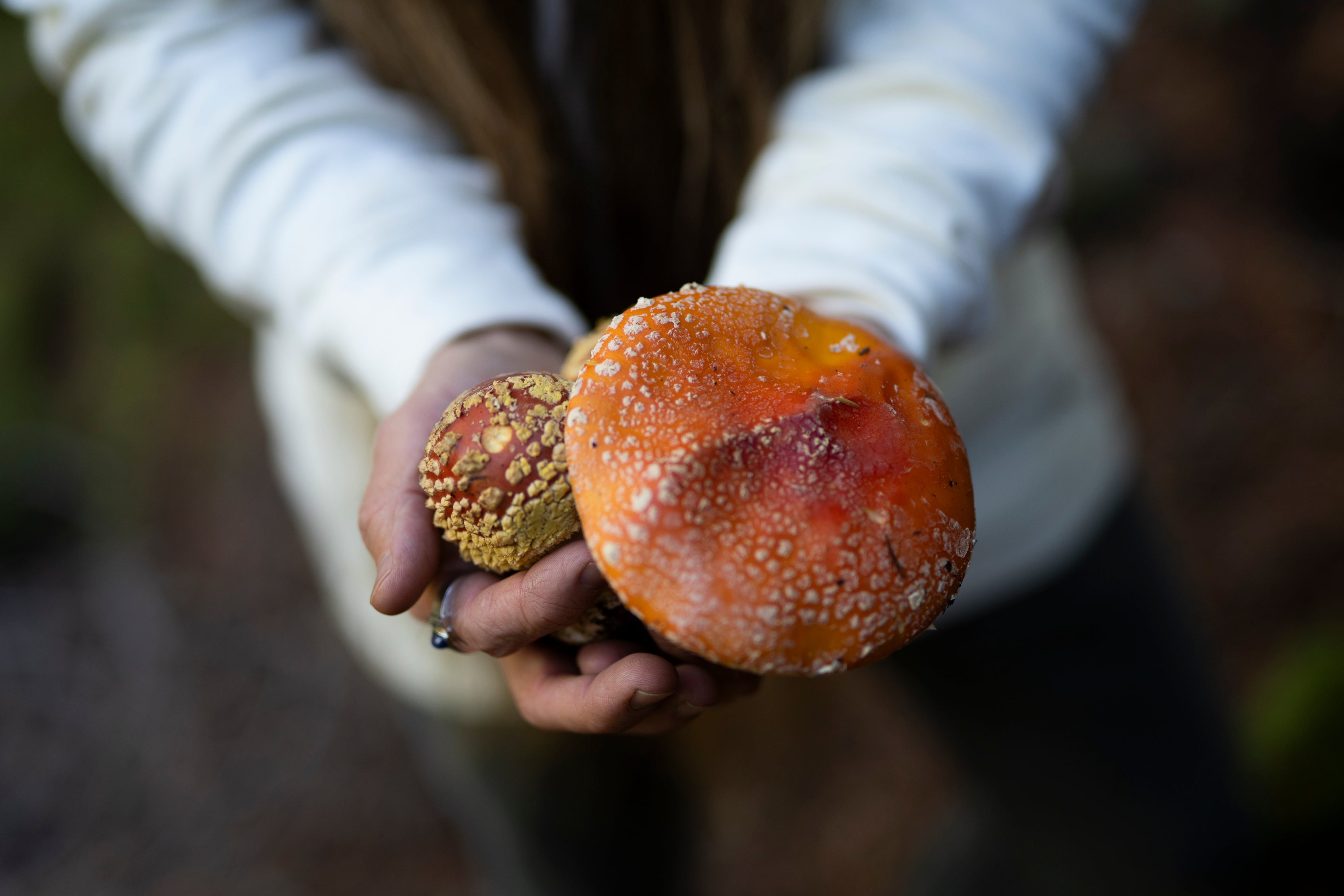 Fruiting Body vs. Mycelium: Which Mushroom Extract Wins?